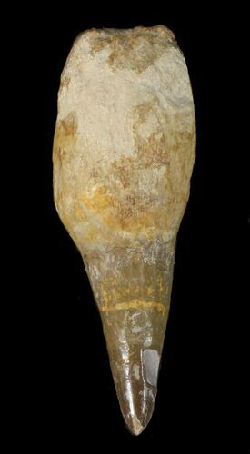 Mosasaur (Platecarpus) Tooth - Kansas #42956